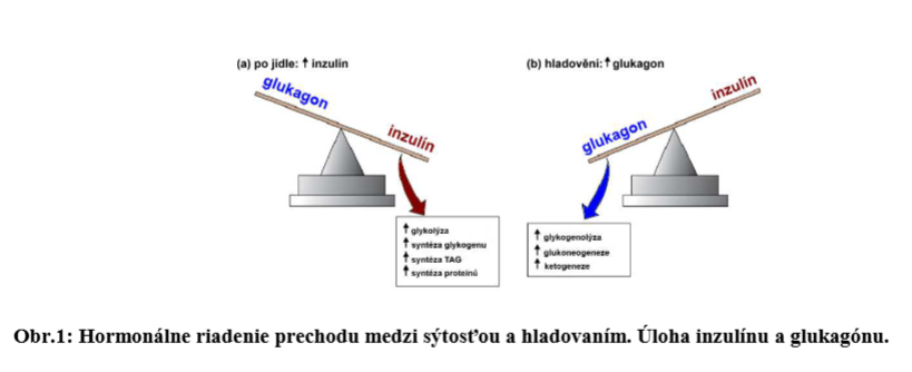 Inzulín a glukagón